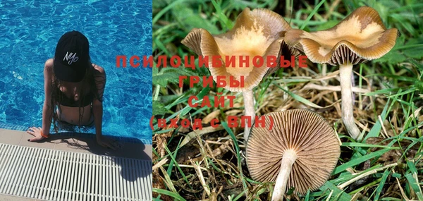 PSILOCYBIN Алексеевка